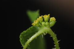 Mukia leiosperma